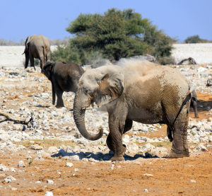 Mehrere Elefanten wandern durch eine trockene, steinige Savannenlandschaft; einer wirft Staub auf seinen Rücken.