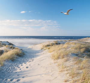 Sanddüne an der Nordsee mit grasbewachsenen Hügeln, Blick auf das Meer und eine fliegende Möwe unter blauem Himmel.