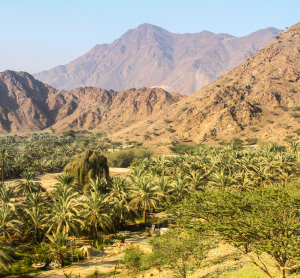 Landschaft in Fujairah mit grüner Oase, Palmen und schroffen Bergen im Hintergrund unter klarem Himmel.