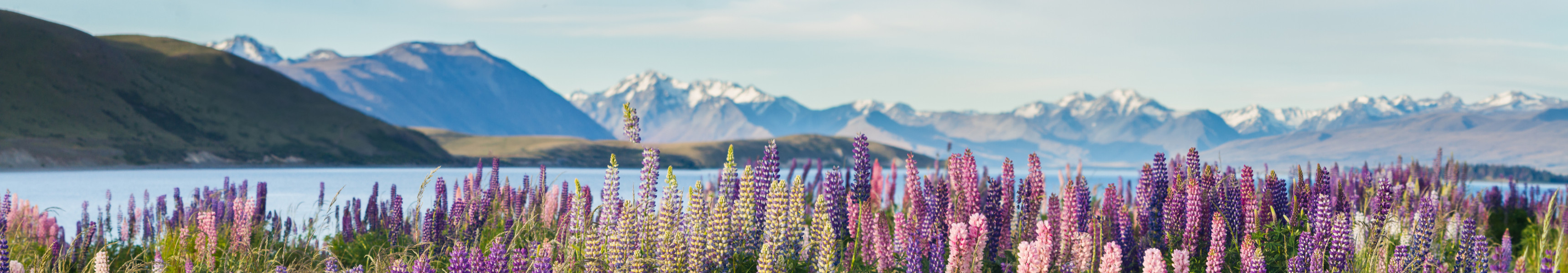 Lupinenfelder in Neuseeland im Frühling