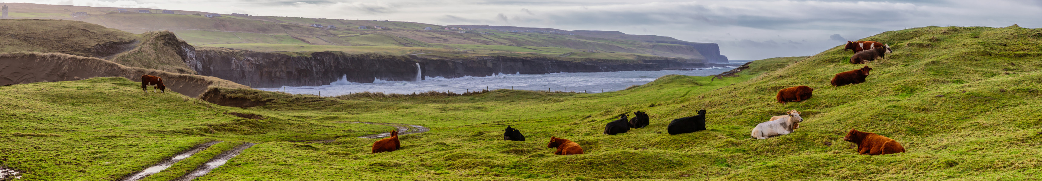 Kühe auf einer Wiese an den Ciffs of Moher in Irland