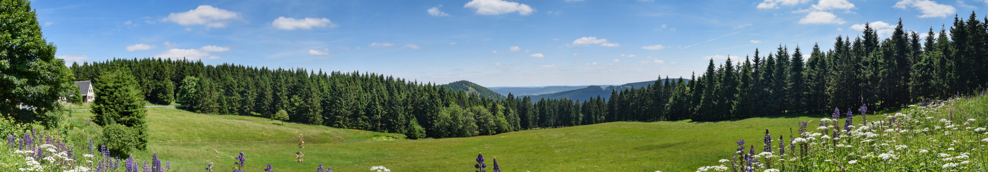 Thüringer Wald im Sommer mit Bergwiese