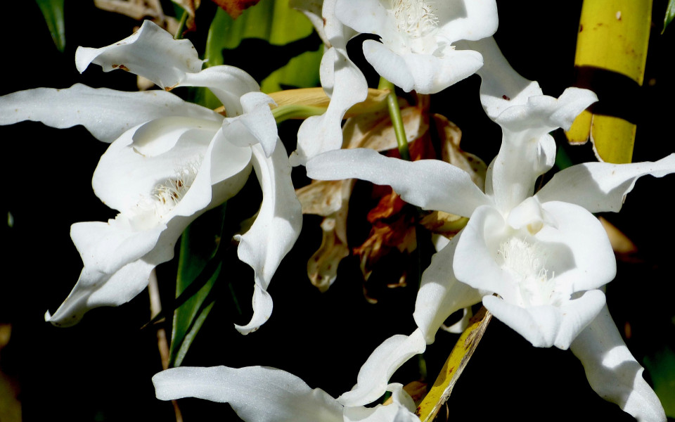 Blume auf La Réunion