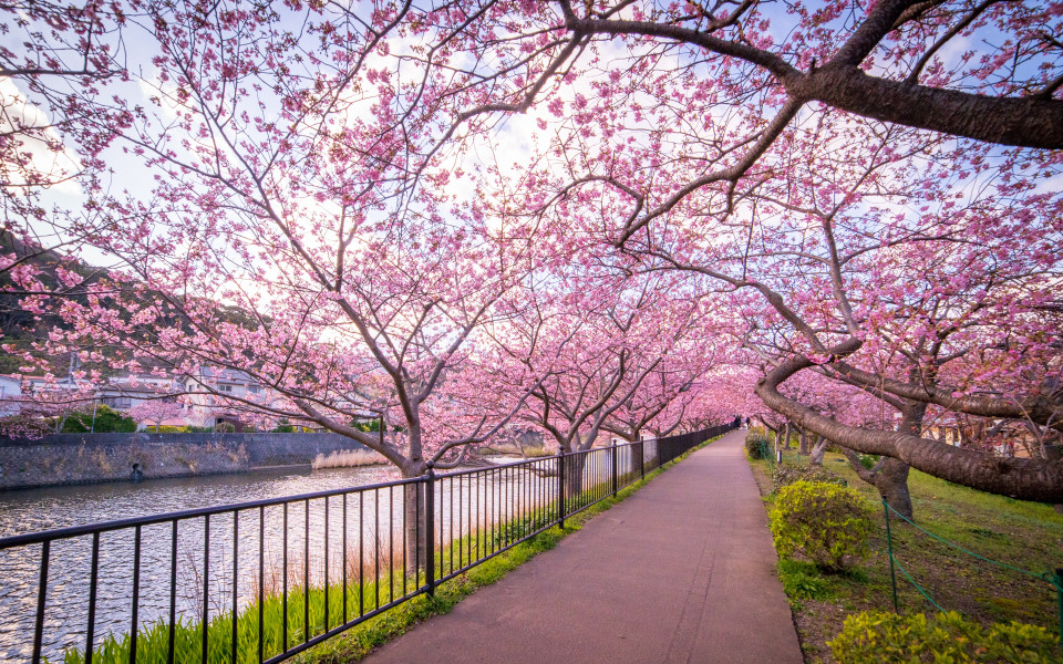 Japan Kirschblüte 