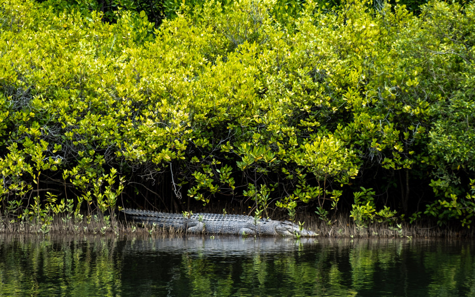 Krokodil im Daintree-Nationalpark, Australien, am Ufer eines Flusses, umgeben von üppigem grünen Busch.