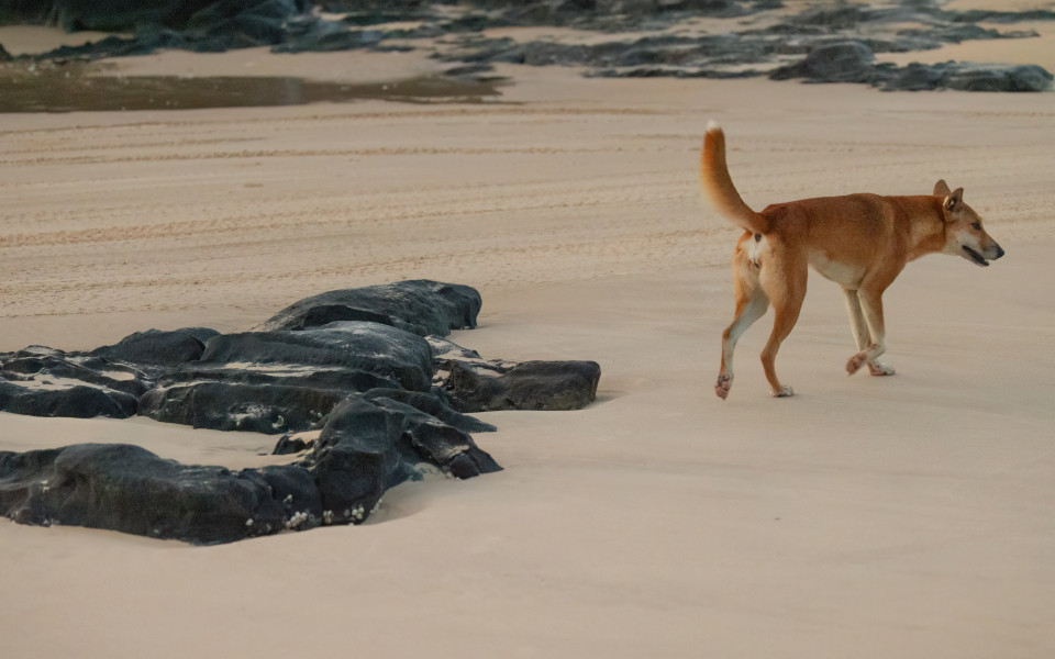 Dingo läuft am Sandstrand mit dunklen Felsen auf Fraser Island.