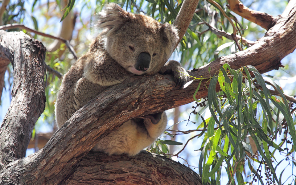 Koala schläft auf einem Eukalyptusbaum zwischen Ästen und Blättern am Koala Walk auf Raymond Island 