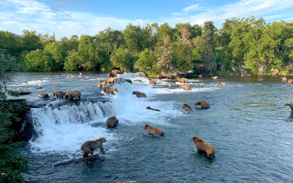 Bären fangen Lachse im Brooks Falls im Katmai Nationalpark