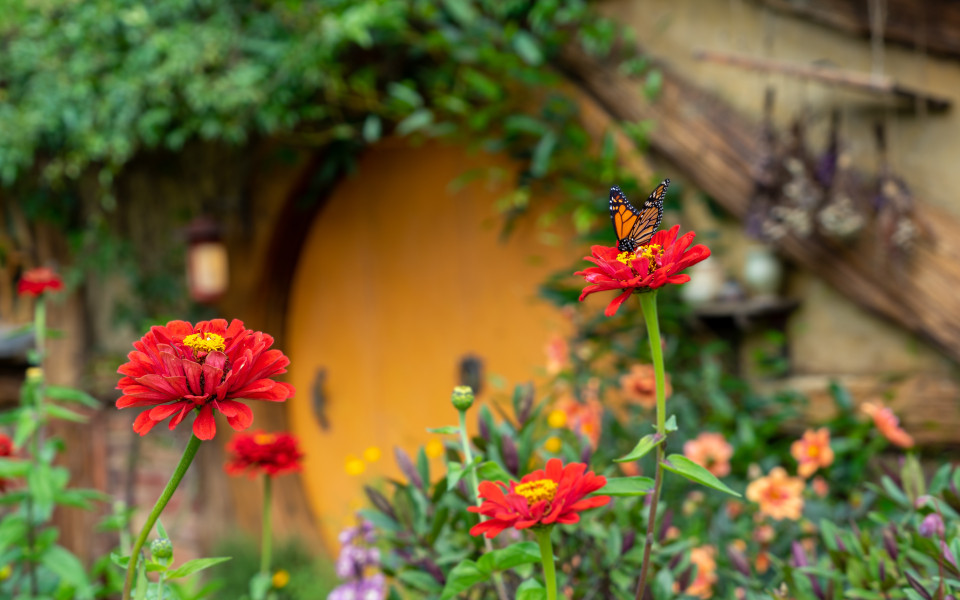 Hobbit-Höhle auf Hobbiton in Neuseeland 