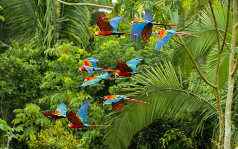 Schwarm scharlachroter und rot-grüner Aras fliegen im Amazonas-Regenwald im Manu-Nationalpark/Peru in der Nähe der Chuncho-Lehmlecke in Tambopata