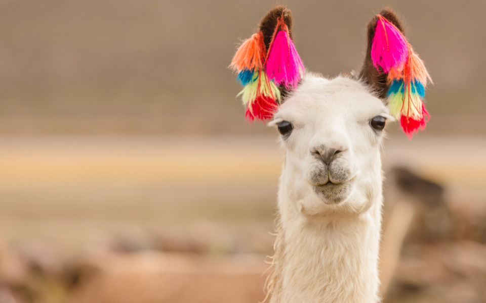 Nahaufnahme eines Lamas in Peru mit bunten Puscheln an den Ohren zum Qoyllur Rit’i