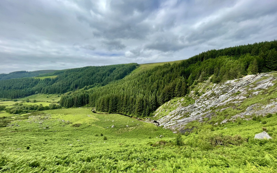 Grüne Landschaft mit kleinen Hügeln und Wäldern in den Wicklow Mountains in Irland