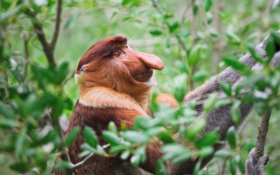 Kleine Borneo Rundreise 