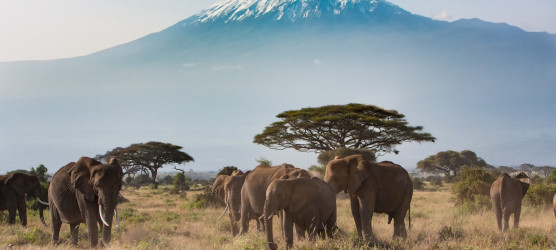 Die besten L&auml;nder f&uuml;r eine Safari in Afrika